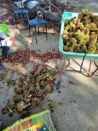 권오정님의 기타작물 · 영농일지 작성글 사진