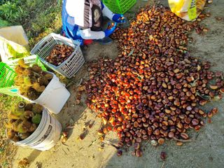 권오정님의 기타작물 · 영농일지 작성글 사진