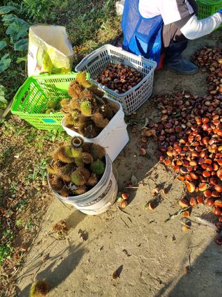 권오정님의 기타작물 · 영농일지 작성글 사진