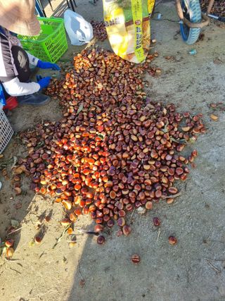 권오정님의 기타작물 · 영농일지 작성글 사진