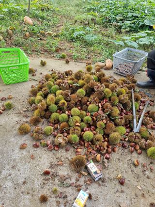 권오정님의 기타작물 · 영농일지 작성글 사진