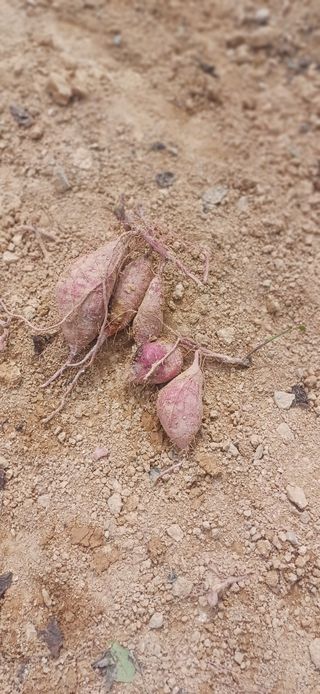 초보퍼머5도2촌준비님의 자유주제 · 자유게시판 작성글 사진