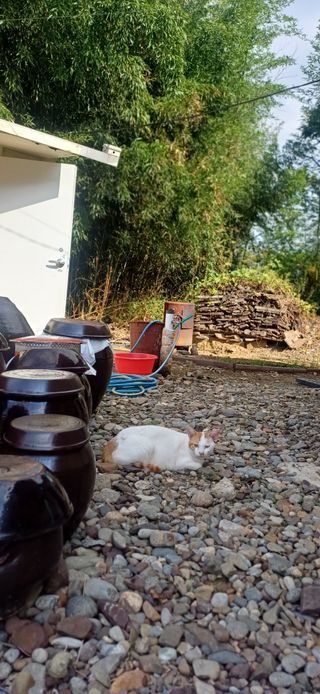 초보퍼머5도2촌준비님의 자유주제 · 자유게시판 작성글 사진