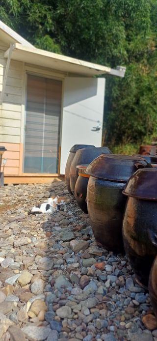 초보퍼머5도2촌준비님의 자유주제 · 자유게시판 작성글 사진