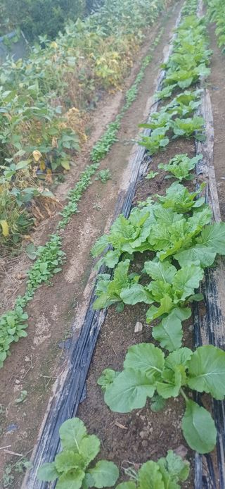 초보퍼머5도2촌준비님의 자유주제 · 자유게시판 작성글 사진