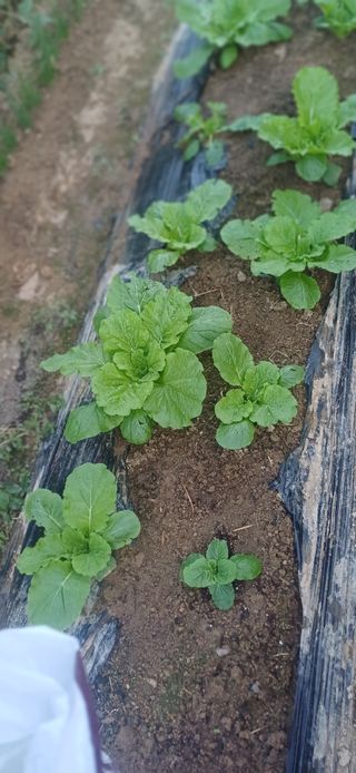 초보퍼머5도2촌준비님의 자유주제 · 자유게시판 작성글 사진