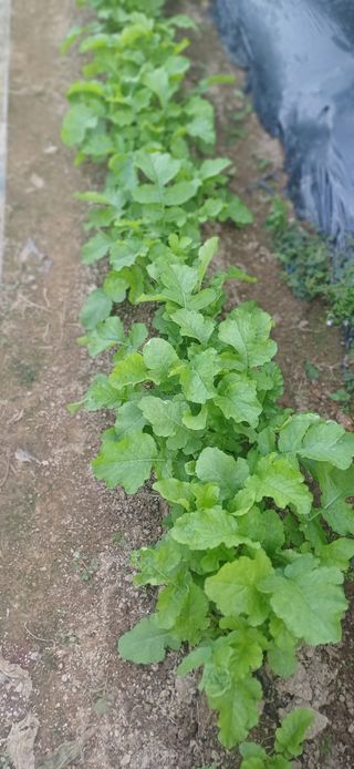 초보퍼머5도2촌준비님의 자유주제 · 자유게시판 작성글 사진