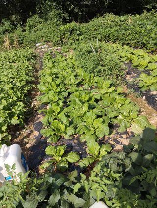 최병우님의 더운 가을, 농사 괜찮으신가요? · 참여글 작성글 사진