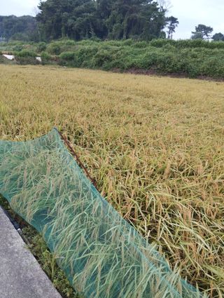 최병우님의 더운 가을, 농사 괜찮으신가요? · 참여글 작성글 사진