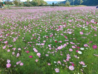 전국하님의 자유주제 · 자유게시판 작성글 사진