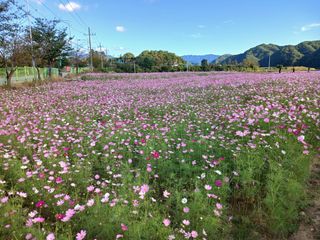 전국하님의 자유주제 · 자유게시판 작성글 사진