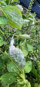 팜모닝 들깨·병해충상담 게시글 이미지