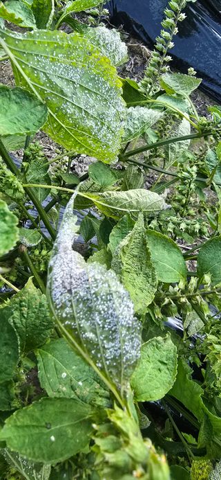 아침이슬청과님의 들깨 · 병해충상담 작성글 사진