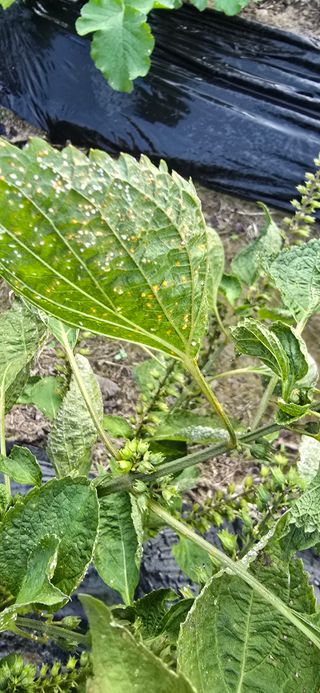 아침이슬청과님의 들깨 · 병해충상담 작성글 사진