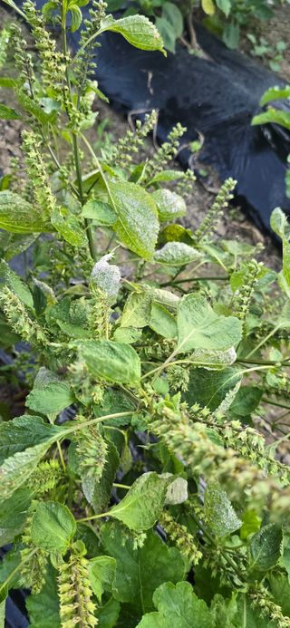 아침이슬청과님의 들깨 · 병해충상담 작성글 사진