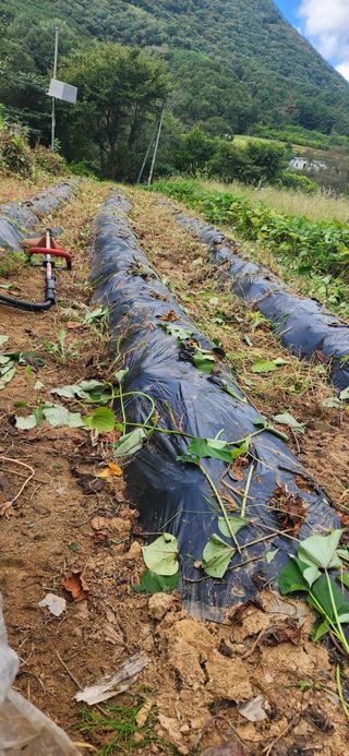 최군환님의 고구마 · 영농일지 작성글 사진