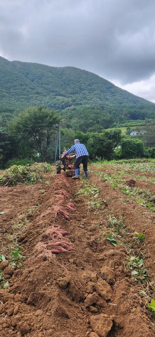 최군환님의 고구마 · 영농일지 작성글 사진