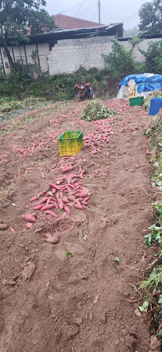 최군환님의 고구마 · 영농일지 작성글 사진