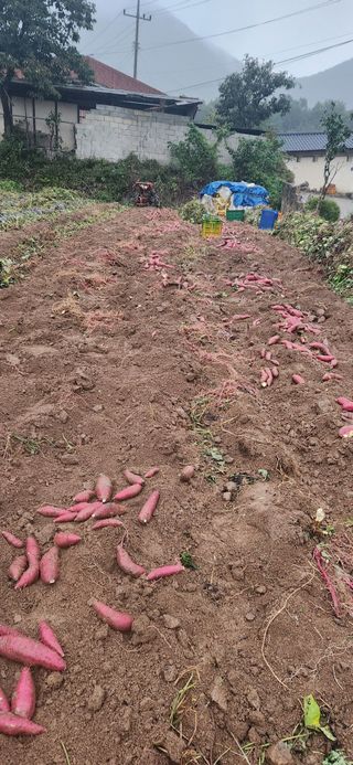 최군환님의 고구마 · 영농일지 작성글 사진