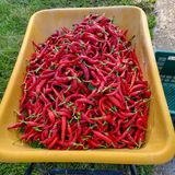 팜모닝 고추·영농일지 게시글 이미지