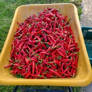 오케바리(옥경종)님의 고추 · 영농일지 작성글 사진