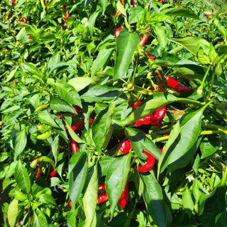 오케바리(옥경종)님의 고추 · 영농일지 작성글 사진