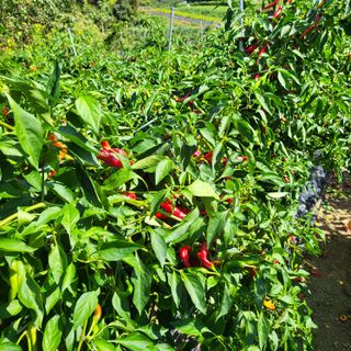 오케바리(옥경종)님의 고추 · 영농일지 작성글 사진