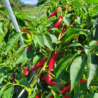 오케바리(옥경종)님의 고추 · 영농일지 작성글 사진