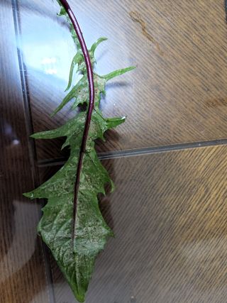 시지노인님의 상추 · 병해충상담 작성글 사진