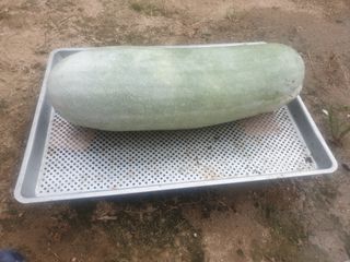 도시부부농부님의 자유주제 · 자유게시판 작성글 사진