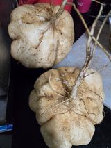 김성부 님의 더운 가을, 농사 괜찮으신가요?·참여글 작성글 사진