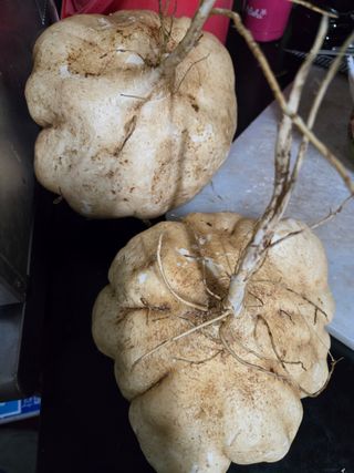 김성부 님의 더운 가을, 농사 괜찮으신가요? · 참여글 작성글 사진