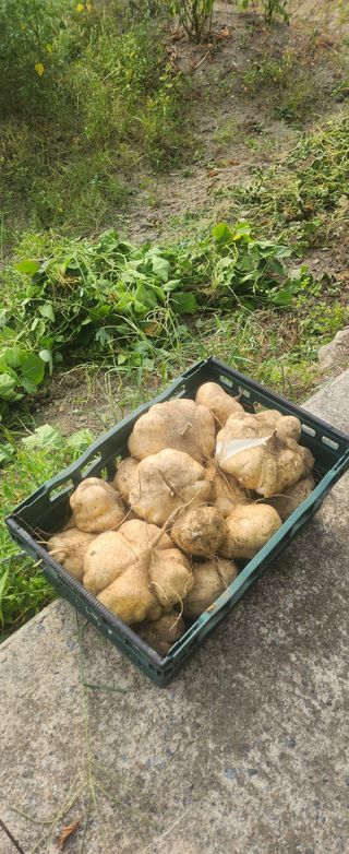 김성부 님의 더운 가을, 농사 괜찮으신가요? · 참여글 작성글 사진