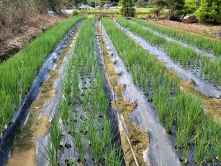 화양청정계곡농장님의 파 · 영농일지 작성글 사진