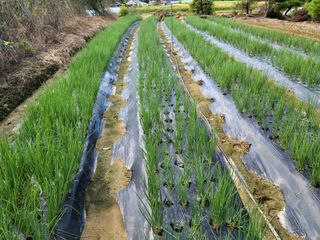 화양청정계곡농장님의 파 · 영농일지 작성글 사진