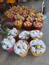 팜모닝 복숭아·자유게시판 게시글 이미지