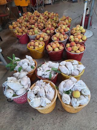 욕심내지말자님의 복숭아 · 자유게시판 작성글 사진