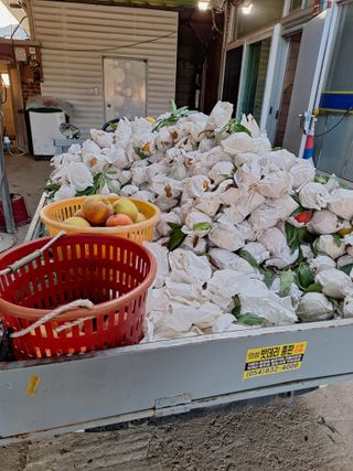 욕심내지말자님의 복숭아 · 자유게시판 작성글 사진