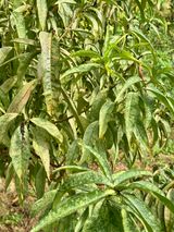 팜모닝 복숭아·병해충상담 게시글 이미지