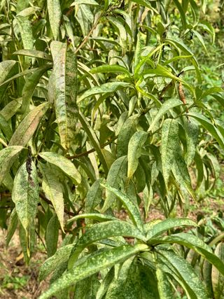 옥수수26905님의 복숭아 · 병해충상담 작성글 사진