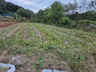 뿡뿡농장님의 블루베리 · 영농일지 작성글 사진