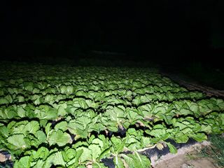 뿡뿡농장님의 블루베리 · 영농일지 작성글 사진