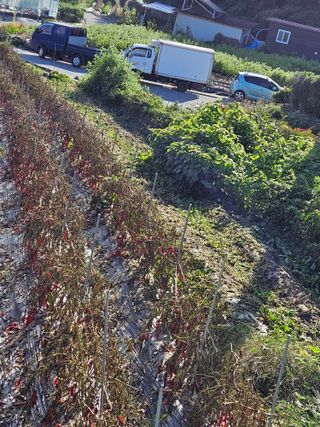 뿡뿡농장님의 블루베리 · 영농일지 작성글 사진