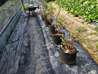 뿡뿡농장님의 블루베리 · 영농일지 작성글 사진