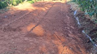 이규상님의 배추 · 영농일지 작성글 사진