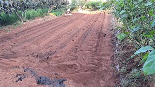 이규상님의 배추 · 영농일지 작성글 사진