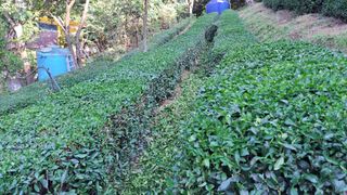 선곡다원님의 기타작물 · 영농일지 작성글 사진