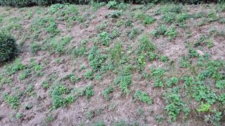 선곡다원님의 기타작물 · 영농일지 작성글 사진