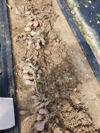 대자유인님의 고구마 · 영농일지 작성글 사진