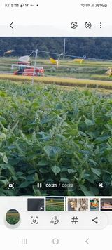 팜모닝 들깨·영농일지 게시글 이미지